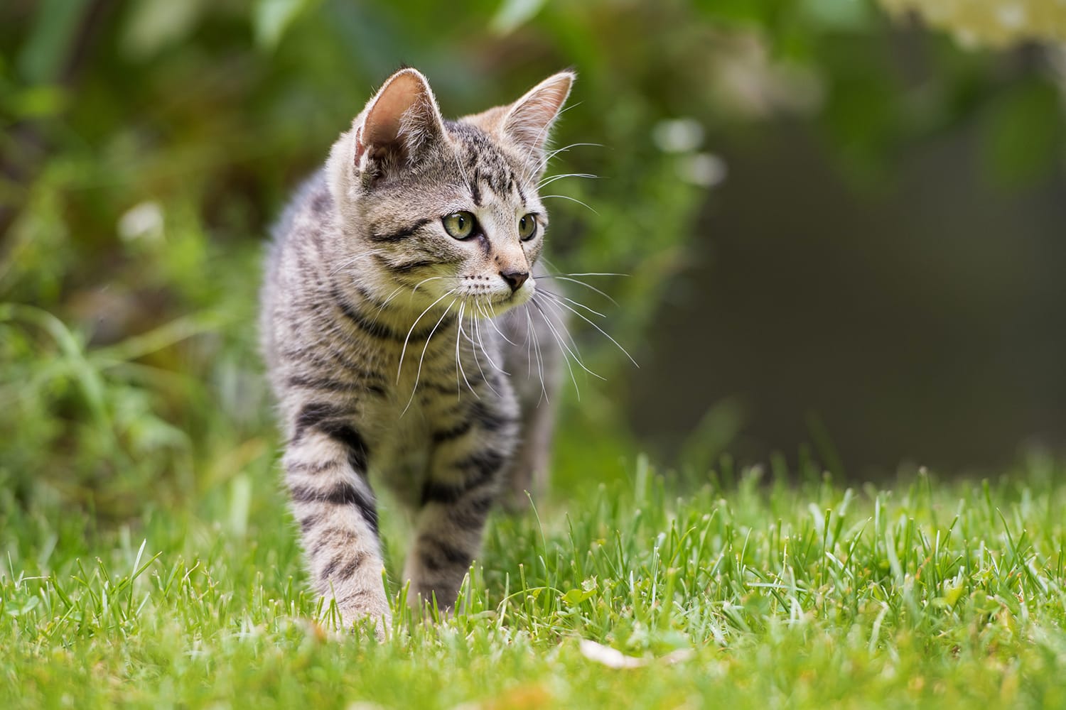 Energetischen Harmonisierung für Tiere